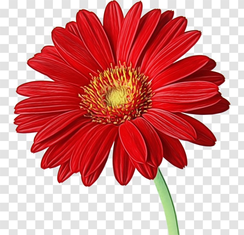 Transvaal Daisy Clip Art Image Flower - Chrysanthemum - Red Transparent PNG