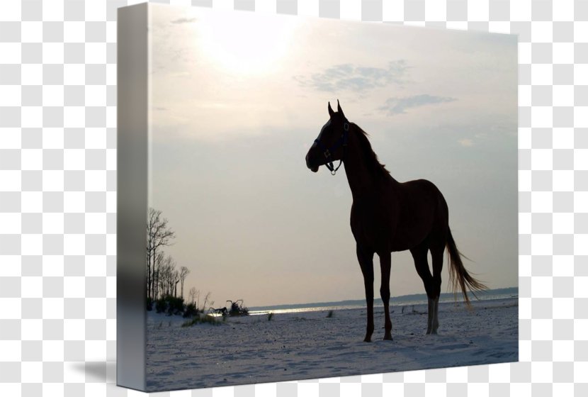 Stallion Mustang Mare Halter Freikörperkultur - Horse Like Mammal - On Beach Transparent PNG