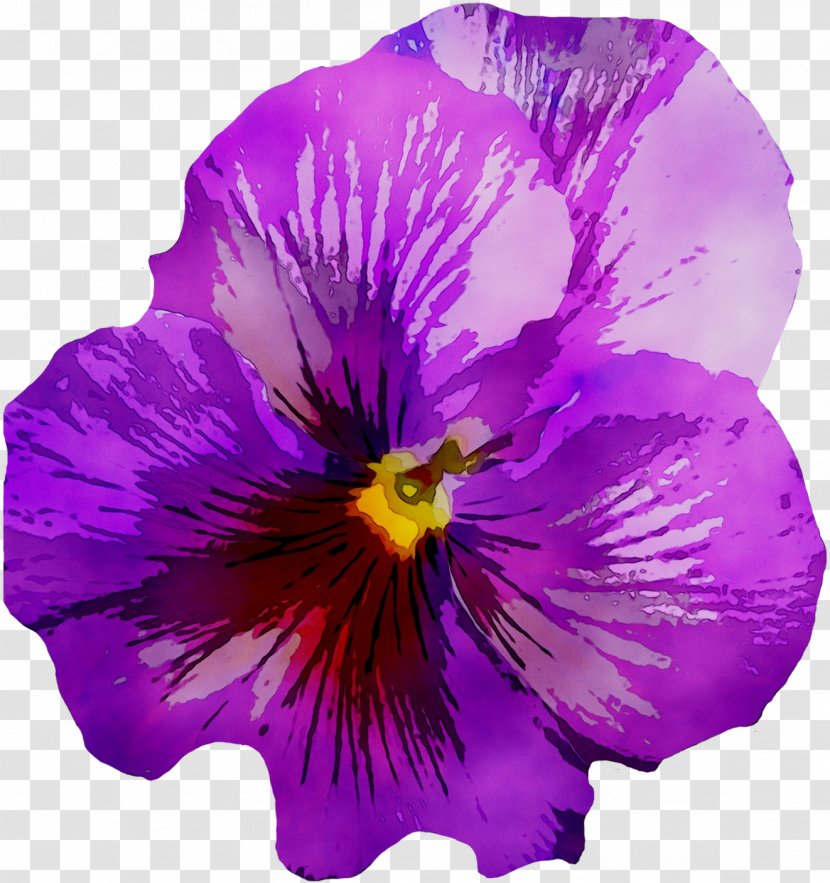 Pansy Image Violet Drawing - Purple - Annual Plant Transparent PNG