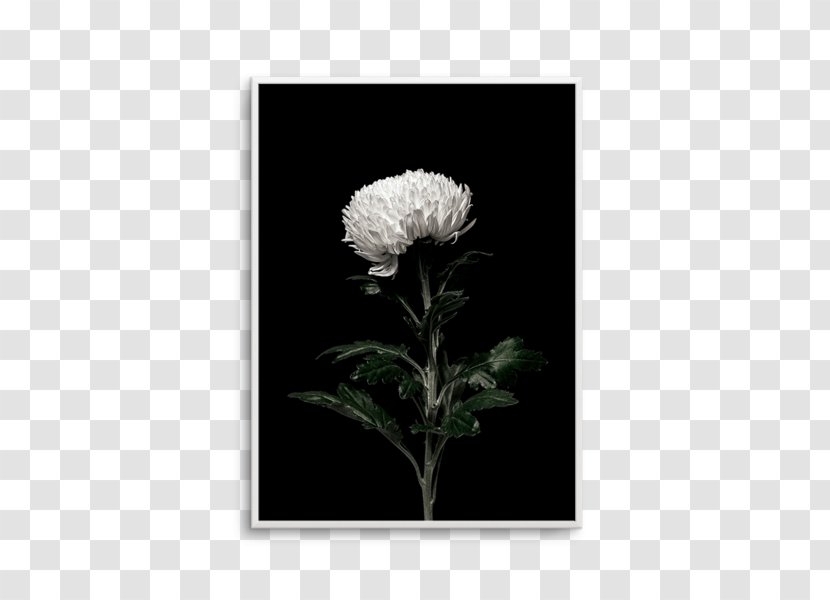 Paper Petal Flower White Printing - Poster - Botanical Olive Transparent PNG