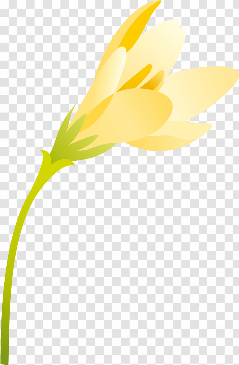 Flowering Plant Daisy Family Petal - Common - Spring Transparent PNG