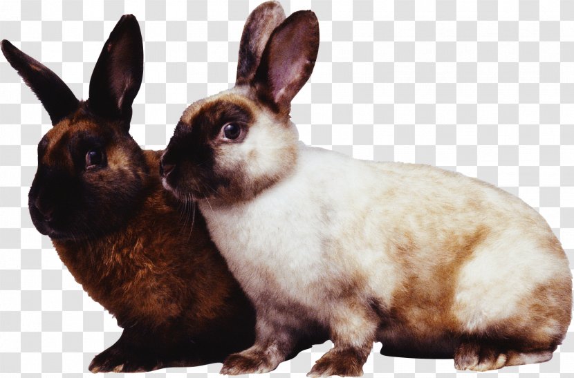 Vocabulary Builder Bee Hare Rabbit - Snout Transparent PNG