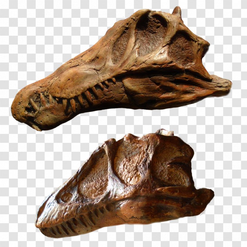 Skull Drawing - Spinosaurus - Wood Jaw Transparent PNG