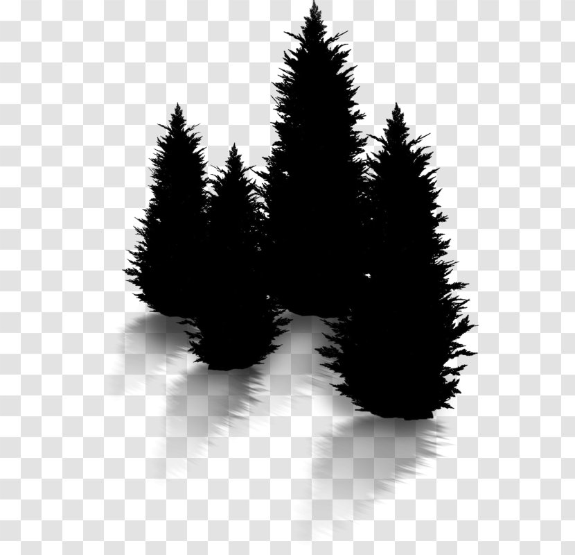 Christmas Black And White - Pine Family - American Larch Red Transparent PNG