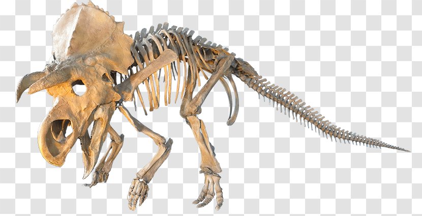 Velociraptor Triceratops Judith River Formation Einiosaurus - Dinosaur Transparent PNG