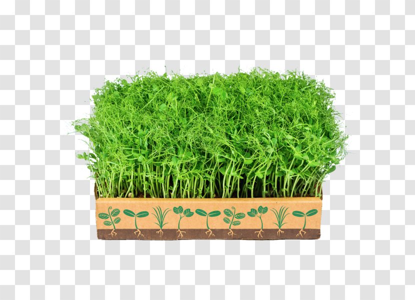 Greens Microgreen Vegetable Turnip Gardening - Grass Family Transparent PNG