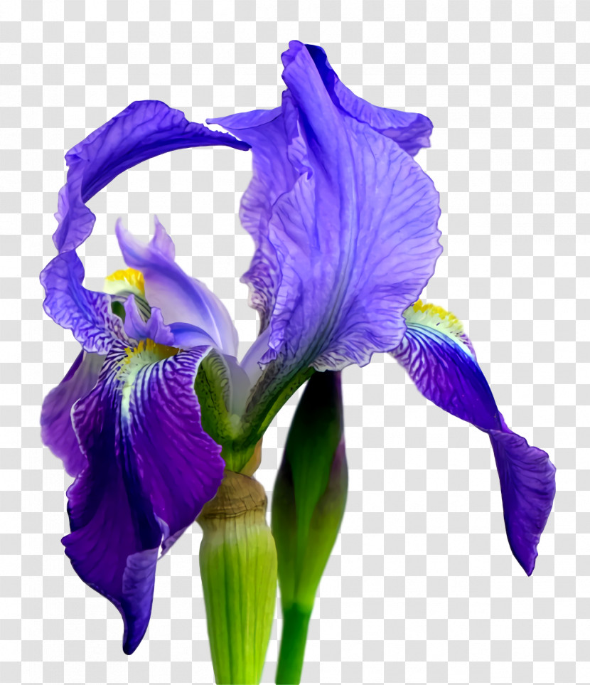 Northern Blue Flag Orris Root Cut Flowers Purple Petal Transparent PNG