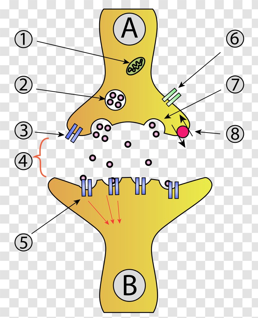 Chemical Synapse Neuron Synaptic Vesicle Axon - Terminal - Neurons Transparent PNG