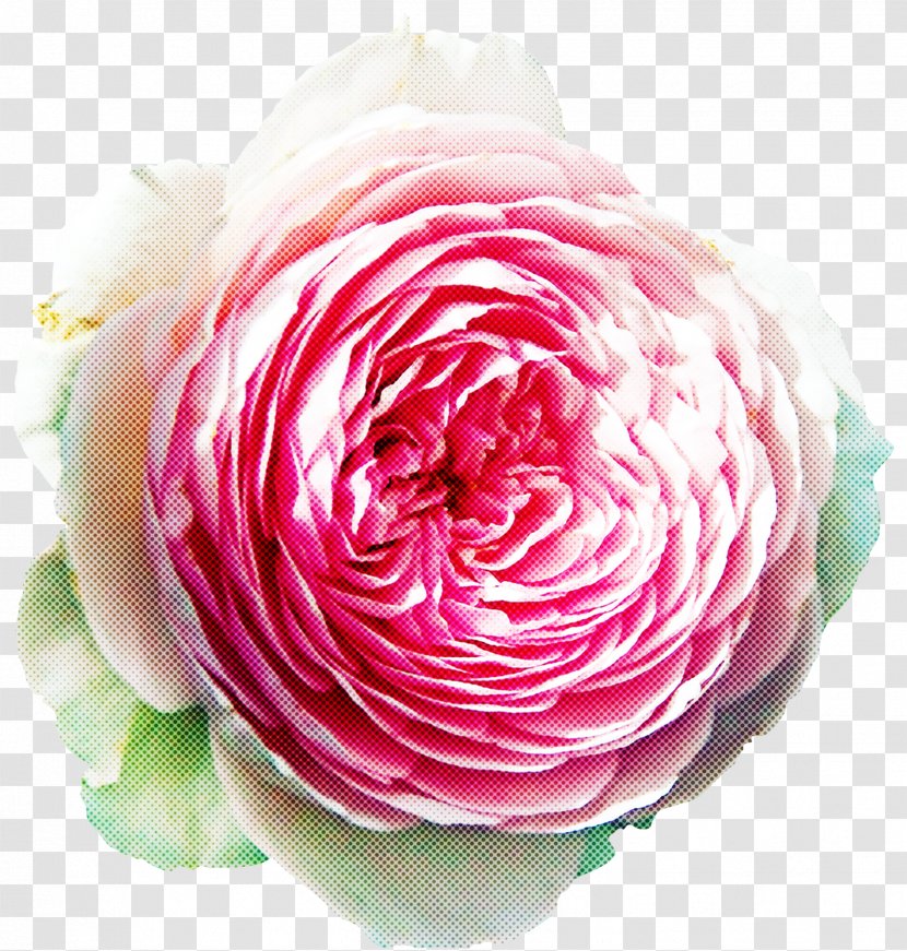 Garden Roses - Cut Flowers Rose Family Transparent PNG