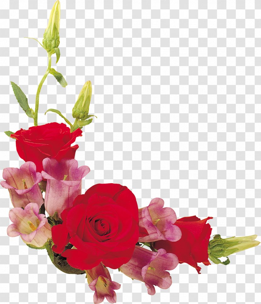 Beach Rose Cut Flowers Garden Roses - Pink - Lily Transparent PNG