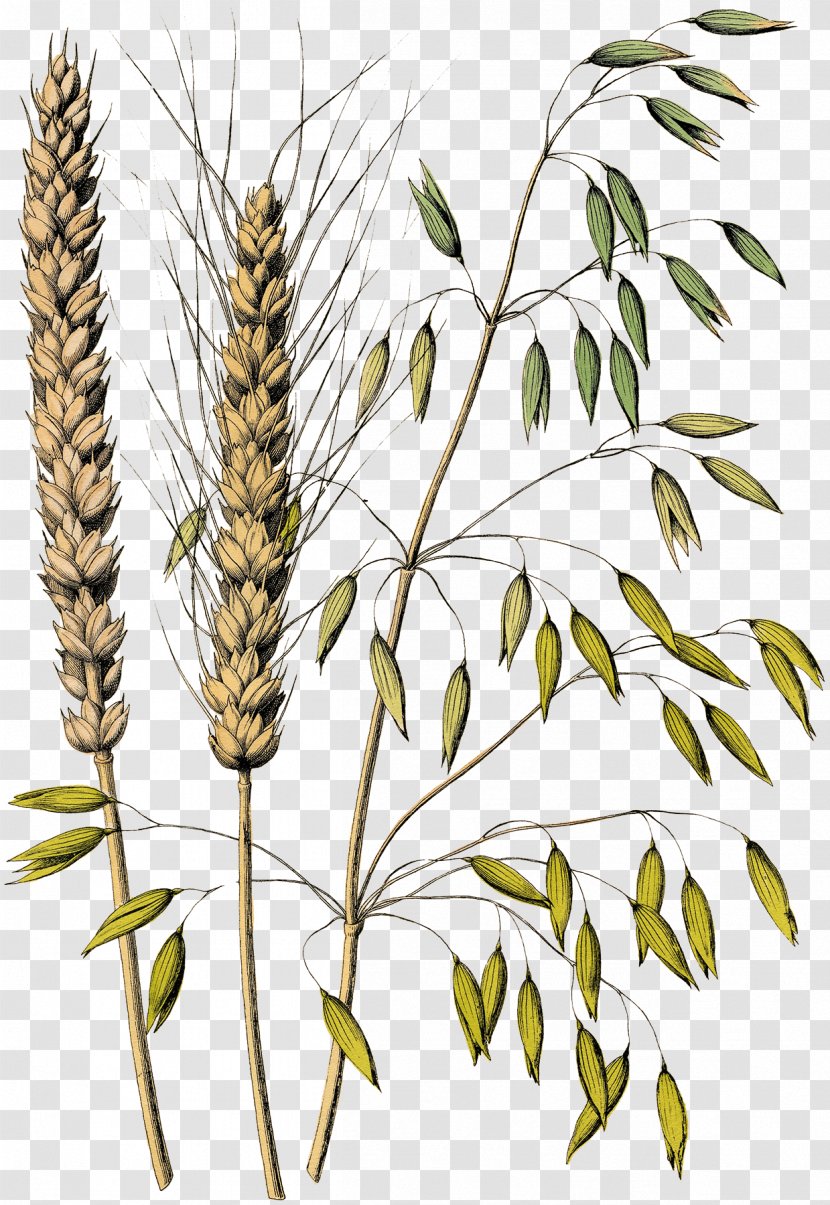 Oat Drawing Grasses Avena Fatua Cereal - Emmer - Plant Transparent PNG