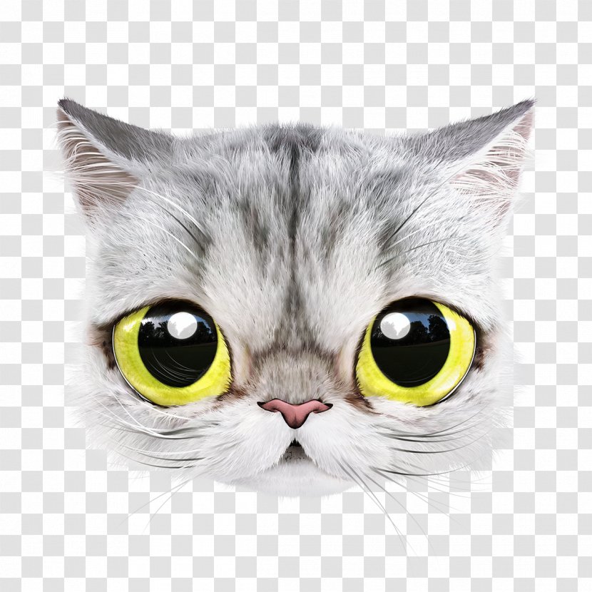 American Shorthair Wirehair Whiskers Kitten Domestic Short-haired Cat - Youtube - Persian Transparent PNG
