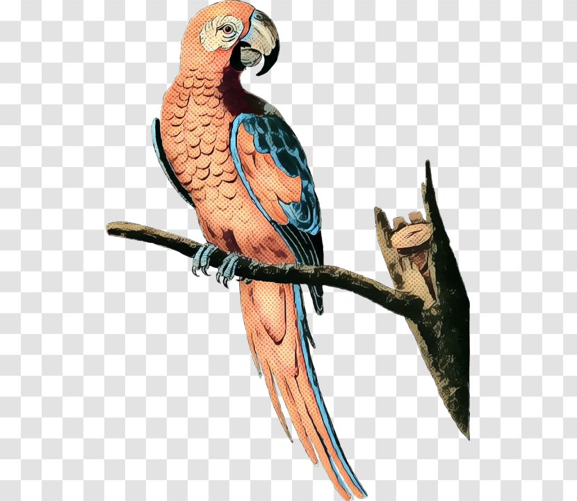 Budgerigar Lovebird Macaw Parakeet - Vertebrate Transparent PNG