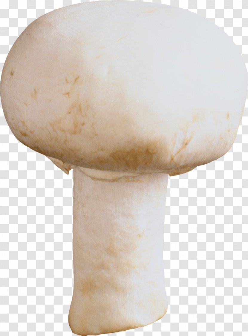 Mushroom Fungus - Blog - Image Transparent PNG