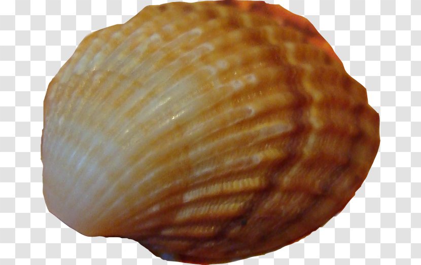 Cockle Seashell Conchology Sea Snail - Liveinternet Transparent PNG