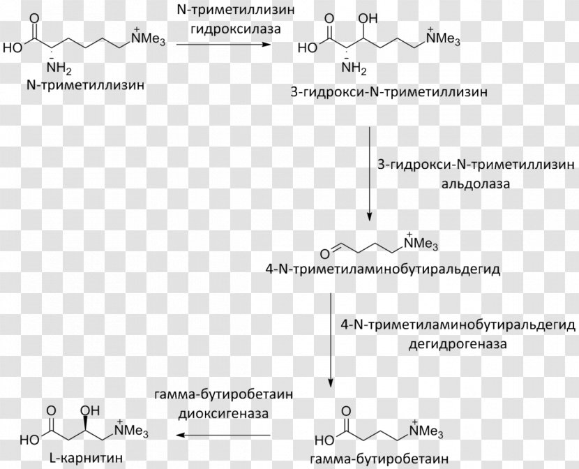 Levocarnitine Meldonium Gamma-butyrobetaine Dioxygenase Biosynthesis Sintesis - Ascorbic Acid Transparent PNG