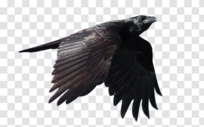 Common Raven Flight Clip Art - Alpha Compositing - File Transparent PNG