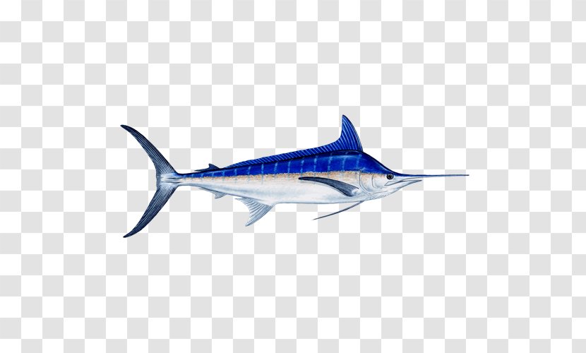 Swordfish Atlantic Blue Marlin Black Fishing Recreational - Billfish Transparent PNG