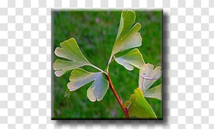 Leaf Broad-leaved Tree London Plane Albizia Julibrissin - Silk Plants - Ginkgo-biloba Transparent PNG