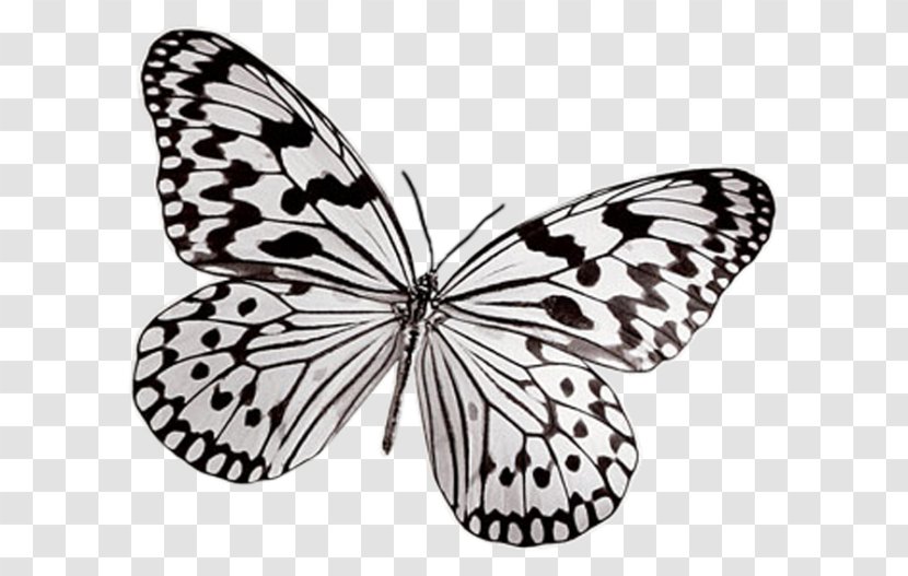Butterfly Black And White Insect Photography Pollinator - Symmetry Transparent PNG