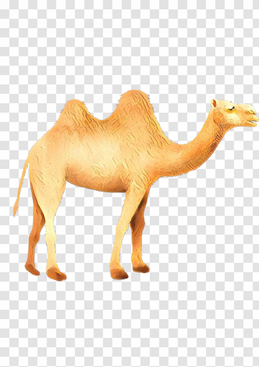 Dromedary Fauna Terrestrial Animal Wildlife Snout Transparent PNG