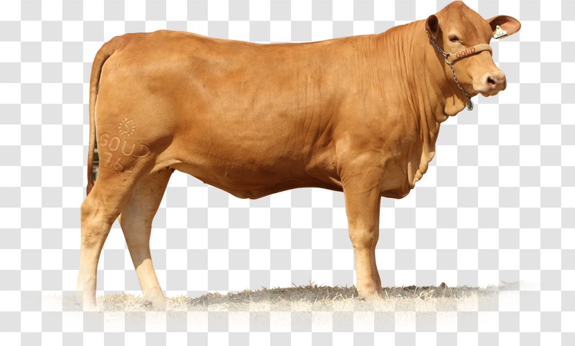 Calf Senepol Dairy Cattle Taurine Brahman - Bull Transparent PNG