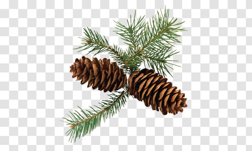 Conifer Cone Conifers Pine - Fir Transparent PNG