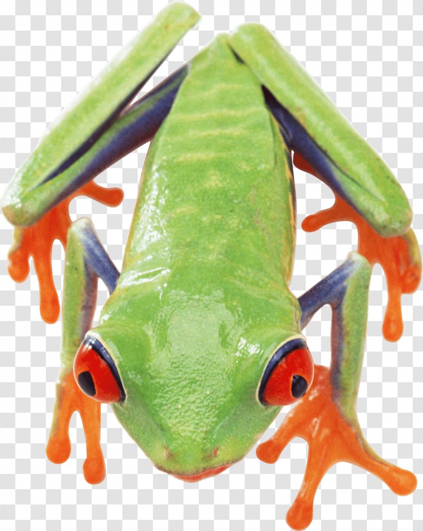 Frog - Organism - Image Transparent PNG