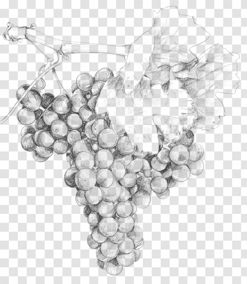 Grape Two Paddocks Pinot Noir Wine /m/02csf - Grapevines Transparent PNG