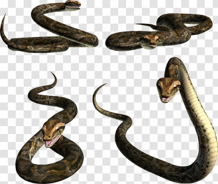 Snakes King Cobra Reptile - Rattlesnake - Snake Image Picture Download Free Transparent PNG