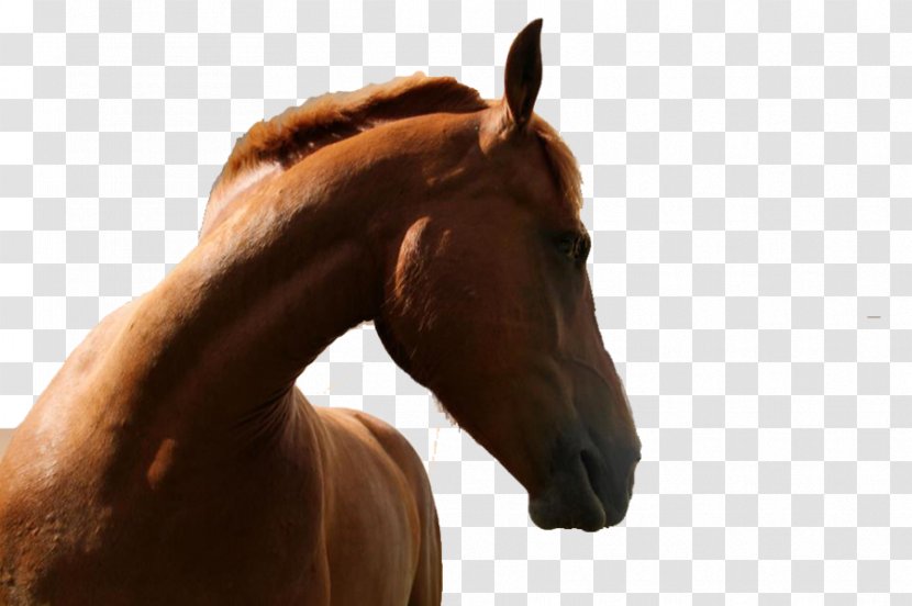 Horse PILLOWTALK Bridle - Pack Animal Transparent PNG
