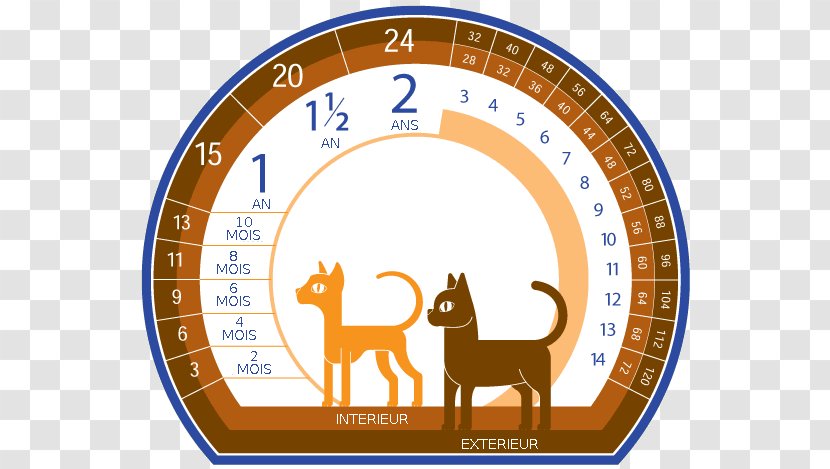Common Admission Test (CAT) · 2018 Homo Sapiens Dog Cat Breed - Scottish Fold Transparent PNG