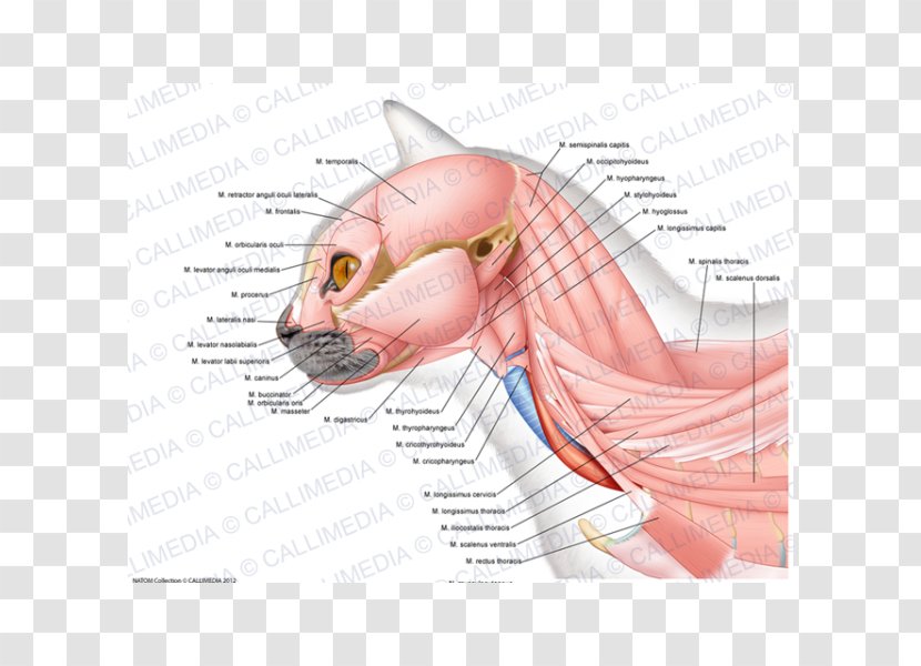Anatomy Ischiocavernosus Muscle Neck Masseter - Watercolor - Ear Transparent PNG