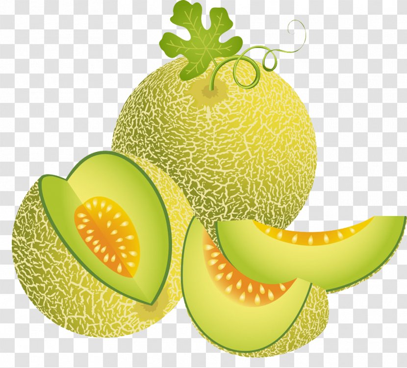 Cantaloupe Melon Illustration - Natural Foods - Green Transparent PNG