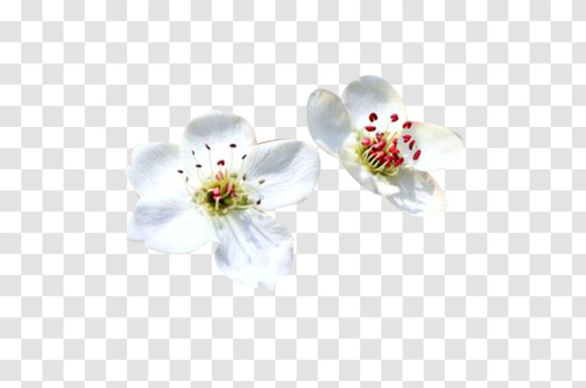 Petal White Computer File - Cut Flowers - Pear Picture Material Transparent PNG