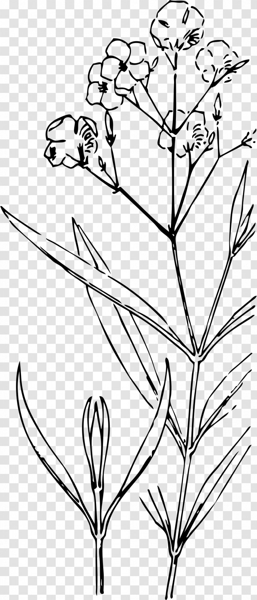 Nature Drawing And Design; Oleander Clip Art - Coloring Book - Flower Transparent PNG