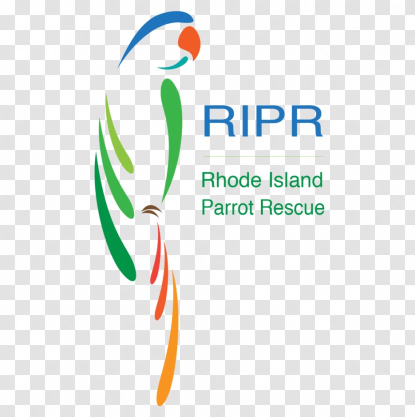 Parrot Bird Cockatiel - Budgerigar Transparent PNG