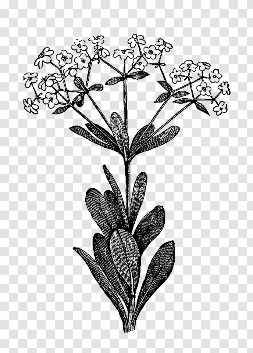 Botanical Illustration Drawing Clip Art Herb - Milkweed Transparent PNG