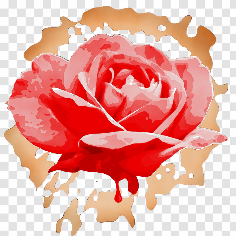 Garden Roses Transparent PNG