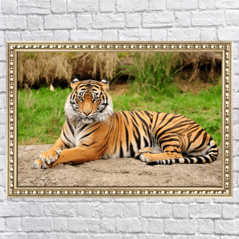 Alipore Delhi Bengal Tiger Lion Wildlife - Luxury Nails Transparent PNG
