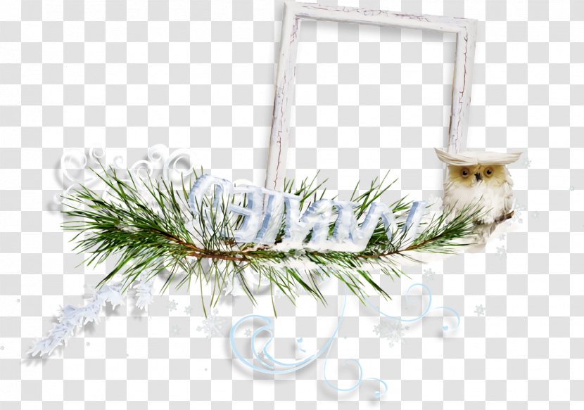 Christmas Frame Border Decor - Lodgepole Pine - Jack Plant Transparent PNG