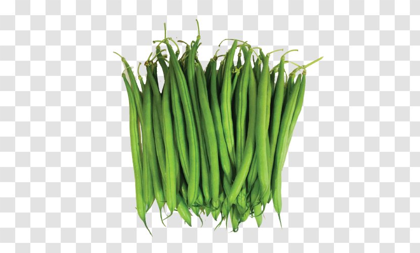 Green Bean Clip Art Common - Copyright - Can Of Beans Transparent Background Yardlong B Transparent PNG