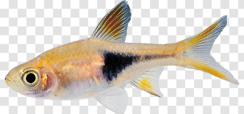 Bony Fishes Tropical Fish - Milkfish Transparent PNG