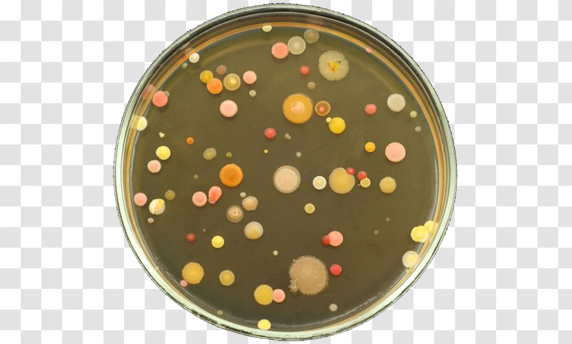 Petri Dishes Bacteria Agar Plate Nutrient Colony - Subtherapeutic Antibiotic Use In Swine Transparent PNG