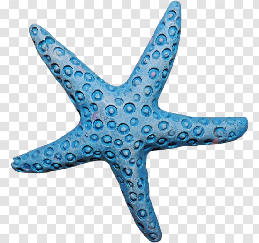 Starfish Sea Clip Art - Echinoderm Transparent PNG