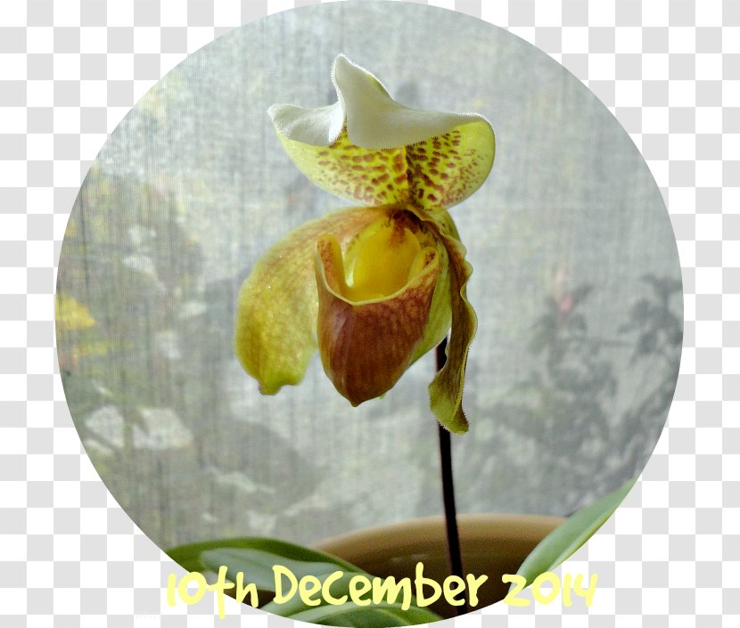 Moth Orchids - Yellow - Flower Transparent PNG