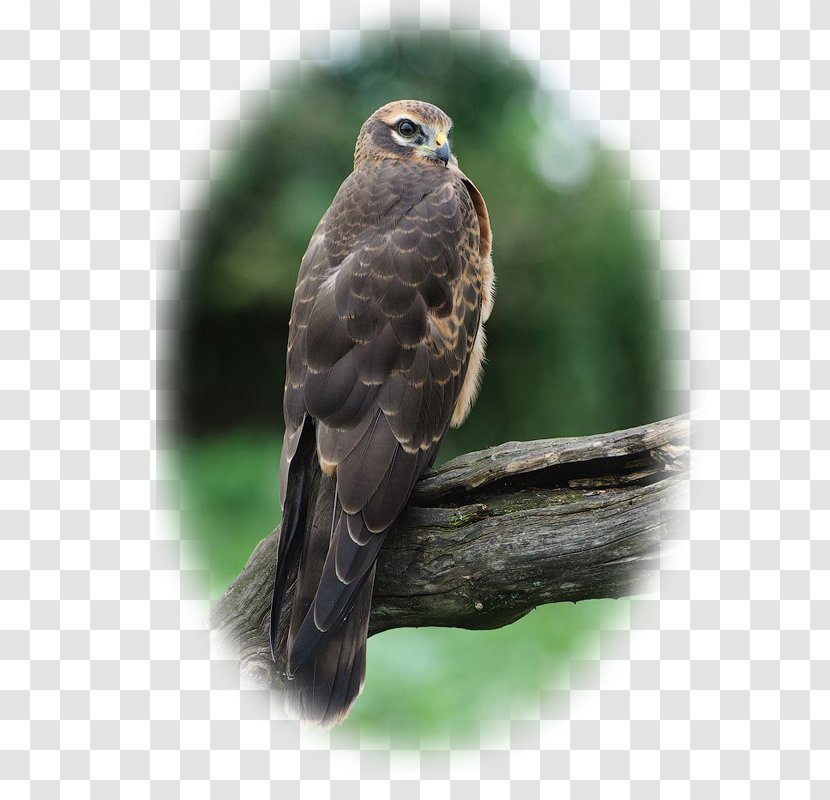 Hawk Circinae Montagu's Harrier Hen Falconiformes - Beak - Buzzard Transparent PNG