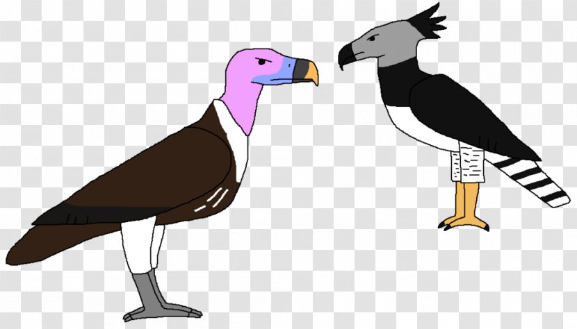 Beak Cygnini Goose Bird Duck Transparent PNG