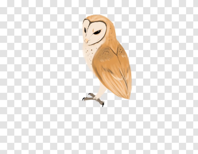 Owl Bird Transparent PNG