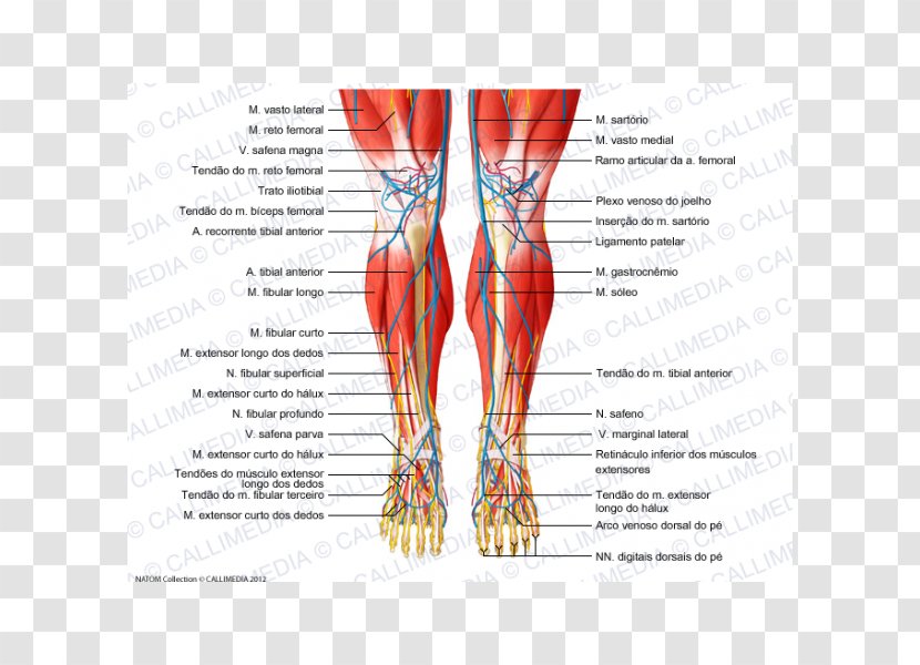 Knee Human Body Muscle Tendon Nerve - Flower - Respiratory Tract Transparent PNG